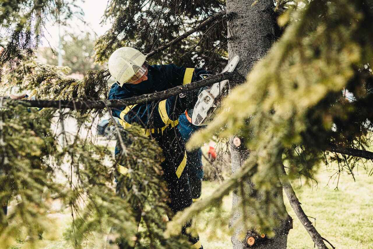 Best Professional Tree Care  in Pine Lawn, MO